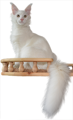 белый кот с пушистым хвостом