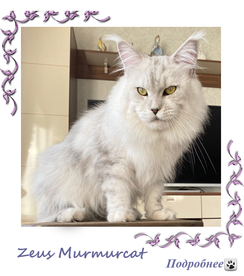 Zeus Murmurcat