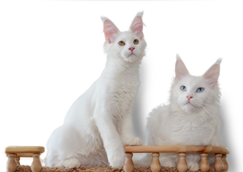 белые кошки
